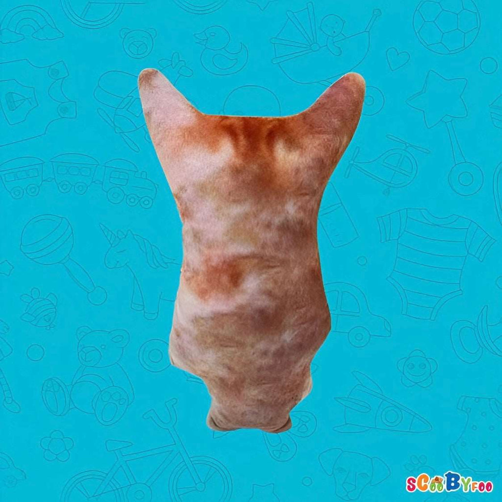 El Gato Cat